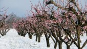 СНЕГ НАЧНЕ, МРАЗ УБИЈЕ: Највећу штету овогодишњем приносу воћа нанеће ниске температуре, а не априлске падавине