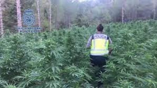 СРБИ ПАЛИ У ШПАНИЈИ: Узгајали марихуану на плантажама у околини Барселоне
