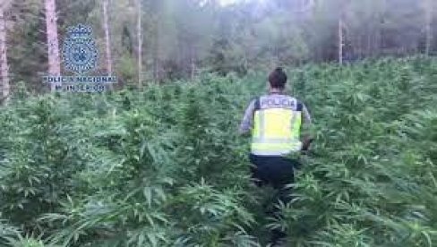СРБИ ПАЛИ СА  132 КГМАРИХУАНЕ! Полиција у Сарагоси ухапсила четворицу наших држављана осумњичених за производњу и продају дроге