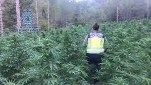 СРБИ ПАЛИ У ШПАНИЈИ: Узгајали марихуану на плантажама у околини Барселоне