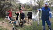 UPECALI DVA VELIKA SOMA NA BEGEJU: Počela prolećna sezona ribolova (FOTO)