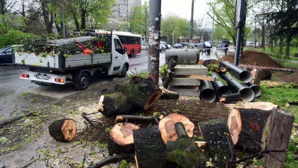 ПОСЕКЛИ ЧЕТИНАРЕ ЗБОГ ПРОШИРЕЊА УЛИЦЕ: Сеча дрвећа на Бањици, грађани узнемирни, надлежни поручују - радови нису у заштићеној зони (ФОТО)