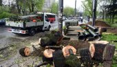 POSEKLI ČETINARE ZBOG PROŠIRENJA ULICE: Seča drveća na Banjici, građani uznemirni, nadležni poručuju - radovi nisu u zaštićenoj zoni (FOTO)