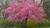 HANAMI I ZA BEOGRAĐANE: Otvara se park sa japanskim trešnjama