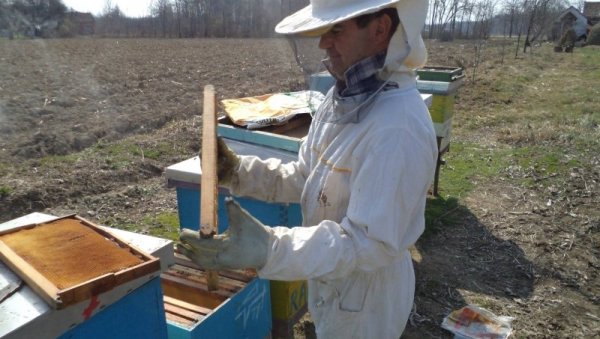 ДЕСЕТКОВАНИ ПРИНОСИ МЕДА_ Регистровани србачки пчелари забележили огромне губитке у протеклој години