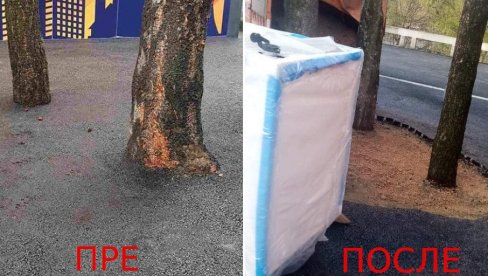 УКЛОЊЕН АСФАЛТ ОКО ТРИ СТАБЛА: После скандала на Миљаковцу одреаговала инспекција, дрвеће ослобођено