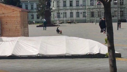 IGRA NIČIJIH PASA U CENTRU ZRENJANINA: Problem koji ne treba zanemariti (VIDEO)