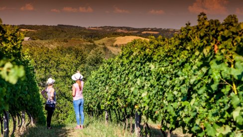 GODIŠNJE SE U SRBIJI PROIZVEDE 30 MILIONA LITARA VINA: Dobar period za vinare i vinogradare