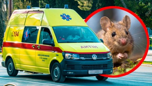 ИЗБИЛА ЕПИДЕМИЈА МИШЈЕ ГРОЗНИЦЕ! Заражено већ десет људи, ево који су симптоми и како да се сачувате од опасне болести