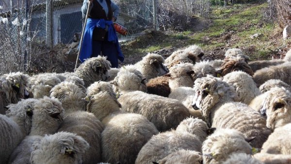 ВЕНАЦ ЗА ЗДРАВЉЕ: Пиротски Роми и сточари обележили Ђурђевдан