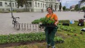 МАЈСКО УЛЕПШАВАЊЕ ЦЕНТРА ЗРЕЊАНИНА: Вредни радници Чистоће и зеленила украшавају градски трг (ФОТО/ВИДЕО)