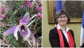 BAŠTE SRBIJE: Šan Meklaud stalno fotografiše živopisno cveće od Tare do Beograda