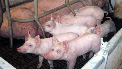 ДАНСКО ПРАСЕ НА СРПСКОМ РАЖЊУ: Узгајивачи свиња у нашој земљи све више увозе јефтинију стоку из Европе