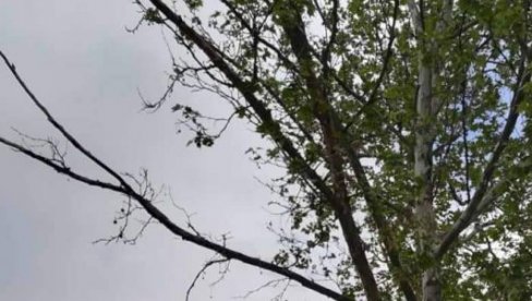 НЕЗГОДА У ЖИТИШТУ: Због сече дрвећа на пешачкој стази повређена жена