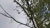 NEZGODA U ŽITIŠTU: Zbog seče drveća na pešačkoj stazi povređena žena