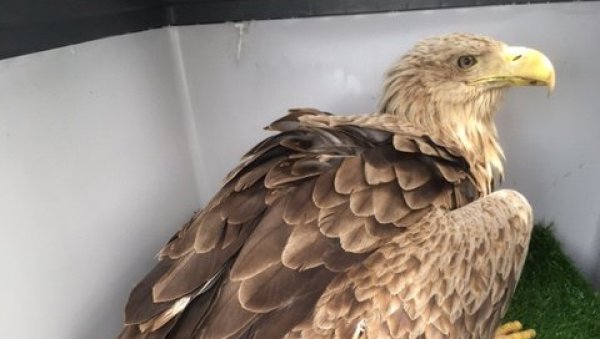 ОРЛОВИ БЕЛОРЕПАНИ СПАШЕНИ СИГУРНЕ СМРТИ: У атару недалеко од Оџака пронађене две строго заштићене птице