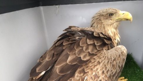 ORLOVI BELOREPANI SPAŠENI SIGURNE SMRTI: U ataru nedaleko od Odžaka pronađene dve strogo zaštićene ptice