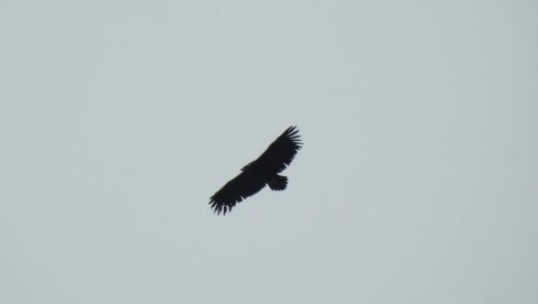 “NEBESKA KRSTARICA” IZNAD BELAVE: Ornitolog Ivan Medenica snimio retku vrstu orla