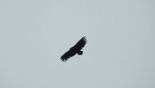 “NEBESKA KRSTARICA” IZNAD BELAVE: Ornitolog Ivan Medenica snimio retku vrstu orla