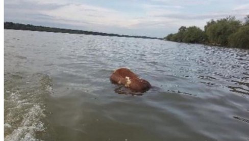 UŽASAN PRIZOR KOD VIŠNJICE: Leš krave pluta Dunavom (FOTO)