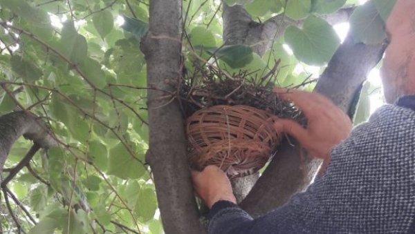 НОВО СТАНИШТЕ ЗА ПТИЋЕ: Спашено гнездо са поломљеног стабла у Новом Саду