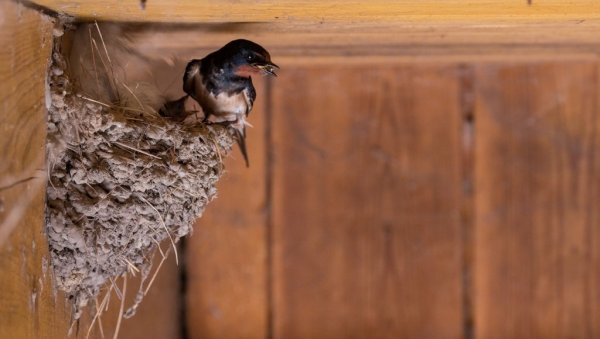 ДОМАЋИНСТВУ СА НАЈВИШЕ ЛАСТА ТОНА КУКУРУЗА: Почело такмичење које организује Друштво за заштиту и проучавање птица Србије