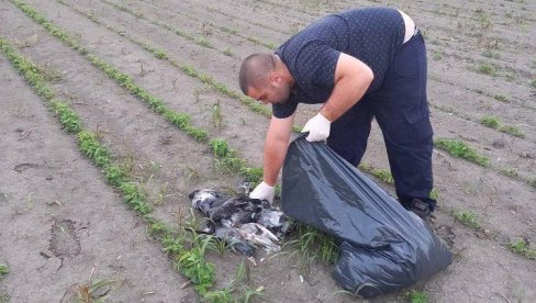 ГРАЂАНИ У СТРАХУ ЗА СВОЈЕ ЗДРАВЉЕ: Кривац за масовни помор голубова у Борчи непознат