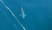 ВИРАЛАН СНИМАК КРУЖИ ИНТЕРНЕТОМ: Туристи у чуду - џиновска ајкула плива око брода (ВИДЕО)