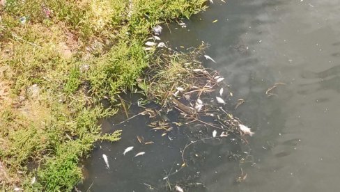 ПОМОР РИБЕ У БЕГЕЈУ: Несносан смрад гуши становнике Зрењанина (ФОТО/ВИДЕО)