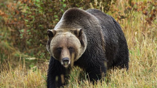 ХАОС У ХРВАТСКОЈ: Медвед на путу нападао аутомобиле, оштетио пет
