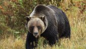 HAOS U HRVATSKOJ: Medved na putu napadao automobile, oštetio pet