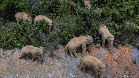 СЛОНОВИ КРЕНУЛИ У ГРАД: Крдо од 15 слонова приближава се вишемилионском Кунмингу