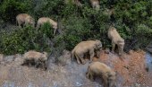 СЛОНОВИ КРЕНУЛИ У ГРАД: Крдо од 15 слонова приближава се вишемилионском Кунмингу
