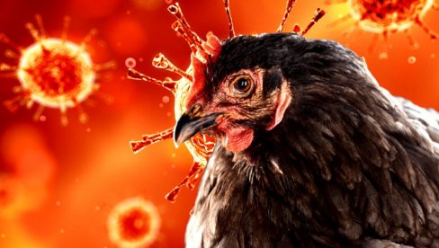 UKLONJENA ŽIVINA SA DESET FARMI: Zbog ptičjeg gripa na KiM