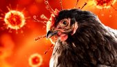 УКЛОЊЕНА ЖИВИНА СА ДЕСЕТ ФАРМИ: Због птичјег грипа на КиМ