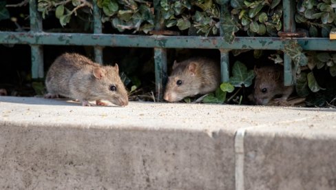 ЗАБРИЊАВАЈУЋЕ ОТКРИЋЕ РУСКИХ НАУЧНИКА: Омикрон сој може да зарази мишеве и пацове