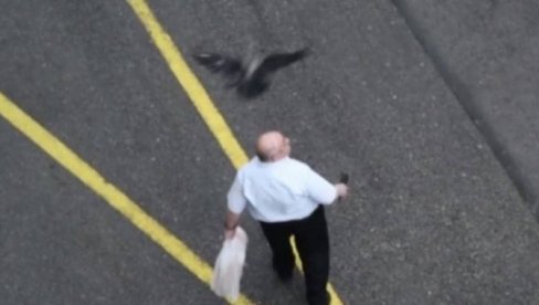 КАО У ХИЧКОКОВОМ ФИЛМУ: Вране напале човека у Загребу (ВИДЕО)