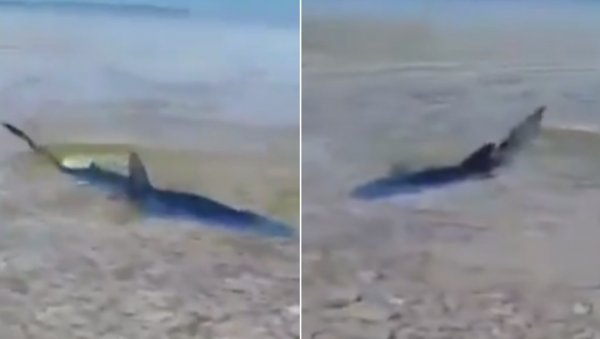 ПАНИКА НА КОРЧУЛИ: Ајкула пришла скроз до обале (ВИДЕО)