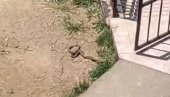 МУКЕ СТАНОВНИКА ВОЈВОДЕ ВЛАХОВИЋА: После поплављених улица и бахатих инвеститора стижу змије у љубавном заносу (ВИДЕО)