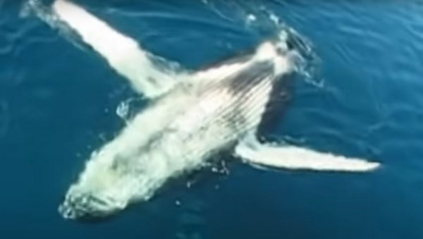 НЕСВАКИДАШЊИ ИНЦИДЕНТ НА МОРУ: Китови-убице разбили брод код Шпаније