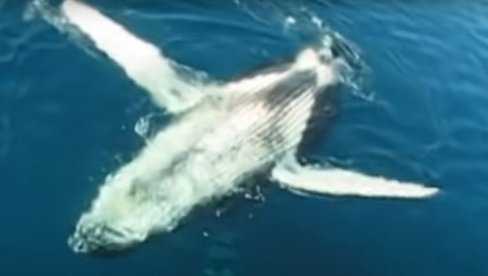 PLJESNUO JE REPOM I OTIŠAO: Norveška obalska straža uspela da oslobodi zarobljenog kita (VIDEO)