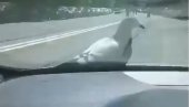 GOLUB SE “VOZIO” TAKSIJEM PO BEOGRADU: Nesvakidašnja scena na Voždovcu, ptica sletela na haubu vozila (VIDEO)