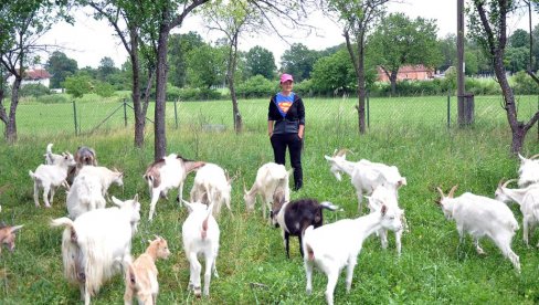 LJUBAV NA SEOSKI NAČIN: Vedrana uzgaja koze, živi kao nomad i ima velike planove za budućnost