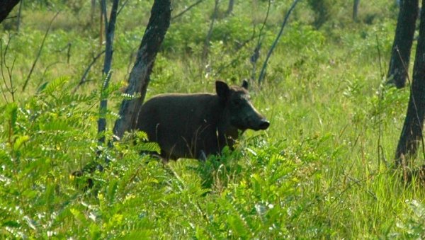 АФРИЧКА КУГА У ЈУЖНОМ БАНАТУ: Претпоставља се да је дивља свиња стигла из Румуније