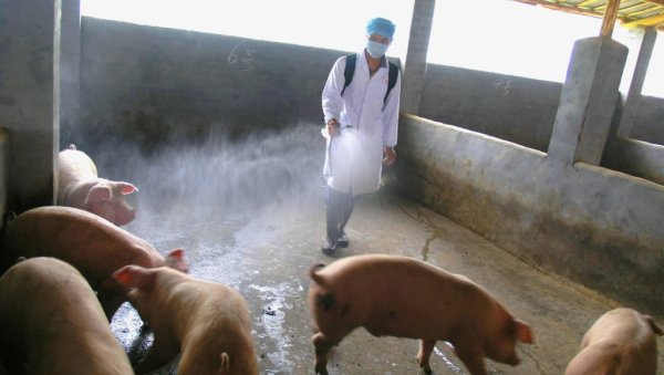 АФРИЧКА КУГА ПОНОВО ПОСЛЕ ПОЛА ГОДИНЕ БУКНУЛА У НЕКОЛИКО ГРАДОВА СРБИЈЕ: Зараза убија свиње