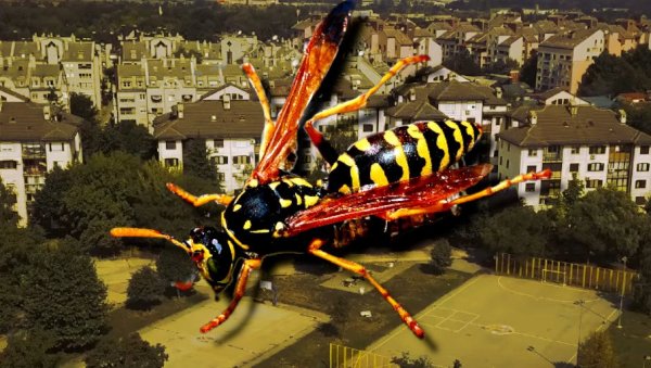 НАЈЕЗДА ОСА НА БЕЖАНИЈСКОЈ КОСИ: Инсекти окупирали солитер, станари у паници - не знају шта да раде