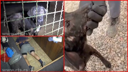 ЖИВОТИЊЕ ИЗГЛАДНЕЛЕ И КРВАВЕ: Стравичан снимак злостављаних паса у азилу код Крагујевца (ВИДЕО)