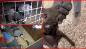 ŽIVOTINJE IZGLADNELE I KRVAVE: Stravičan snimak zlostavljanih pasa u azilu kod Kragujevca (VIDEO)
