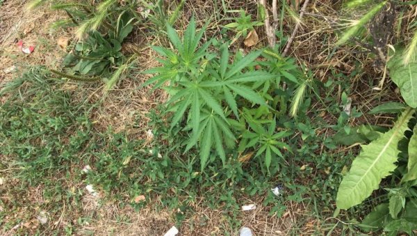 ГДЕ ЈОЈ МЕСТО НИЈЕ: На зеленој површини у центру Неготина почео да расте жбун марихуане (ФОТО)