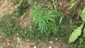 GDE JOJ MESTO NIJE: Na zelenoj površini u centru Negotina počeo da raste žbun marihuane (FOTO)